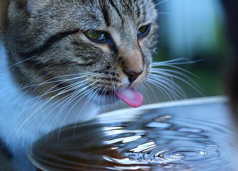 cat drinking water