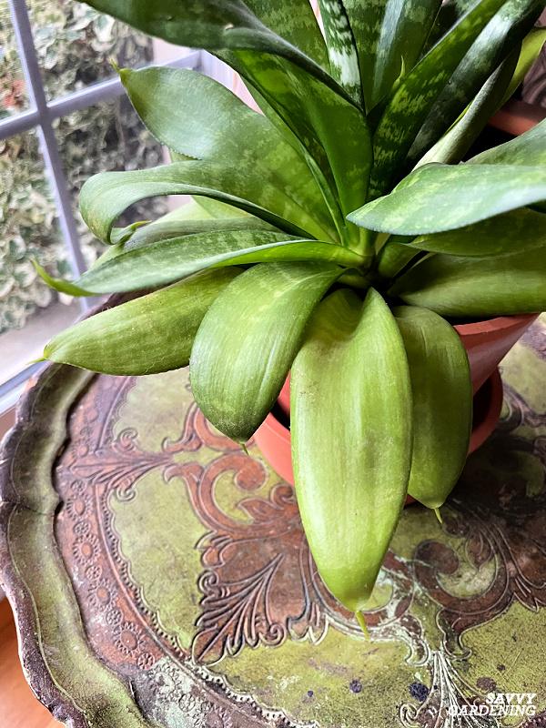 Snake plant yellowing leaves