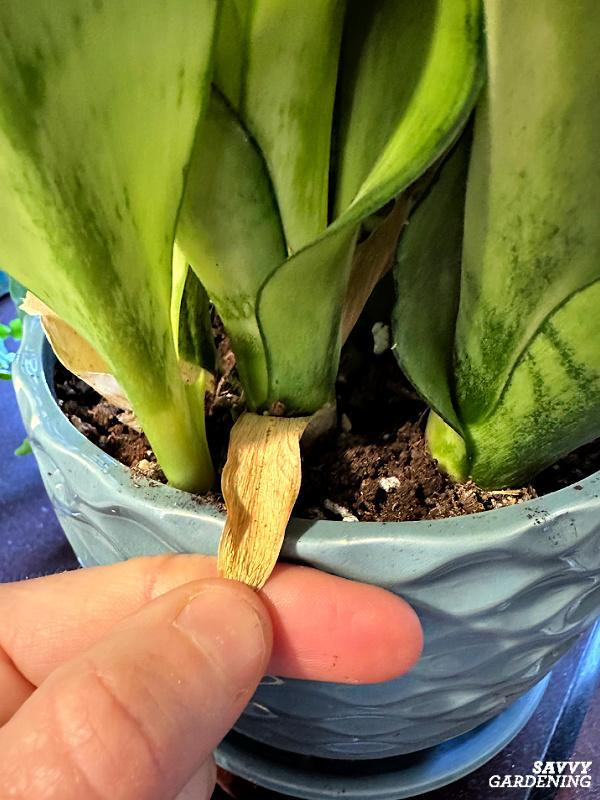 yellow leaf on snake plant