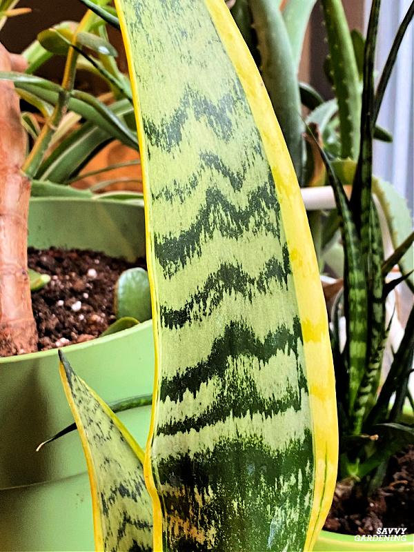 Snake plant leaf