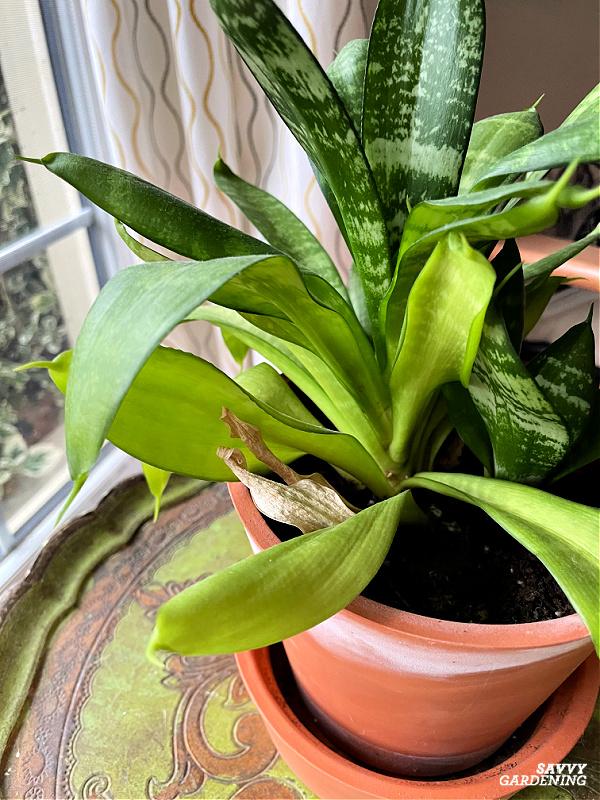 yellow leaves houseplant