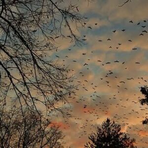 What Does It Mean When Crows Gather