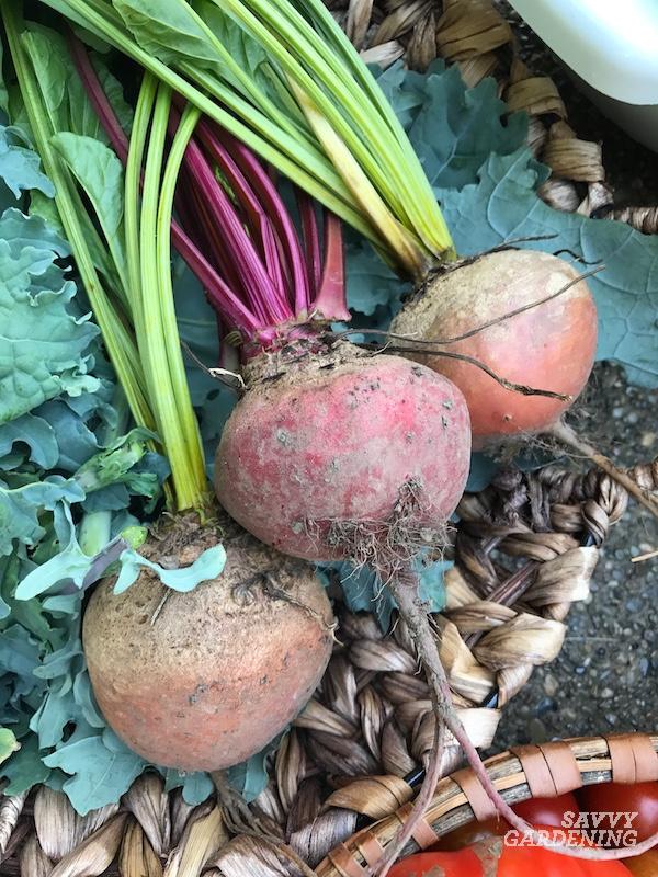 The best time to pick fresh beetroots