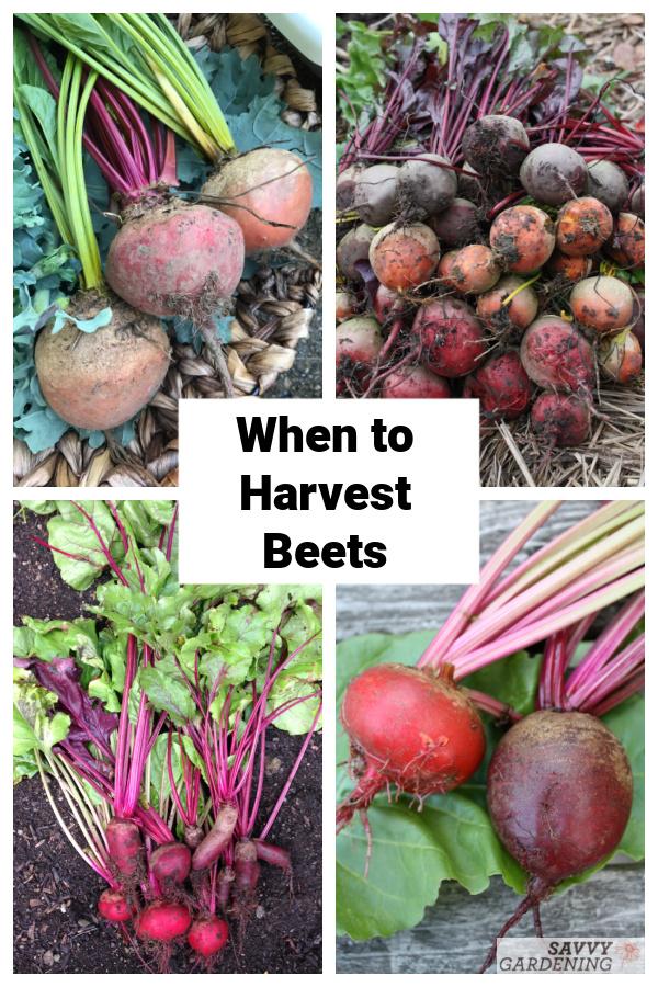 The best time to harvest beets