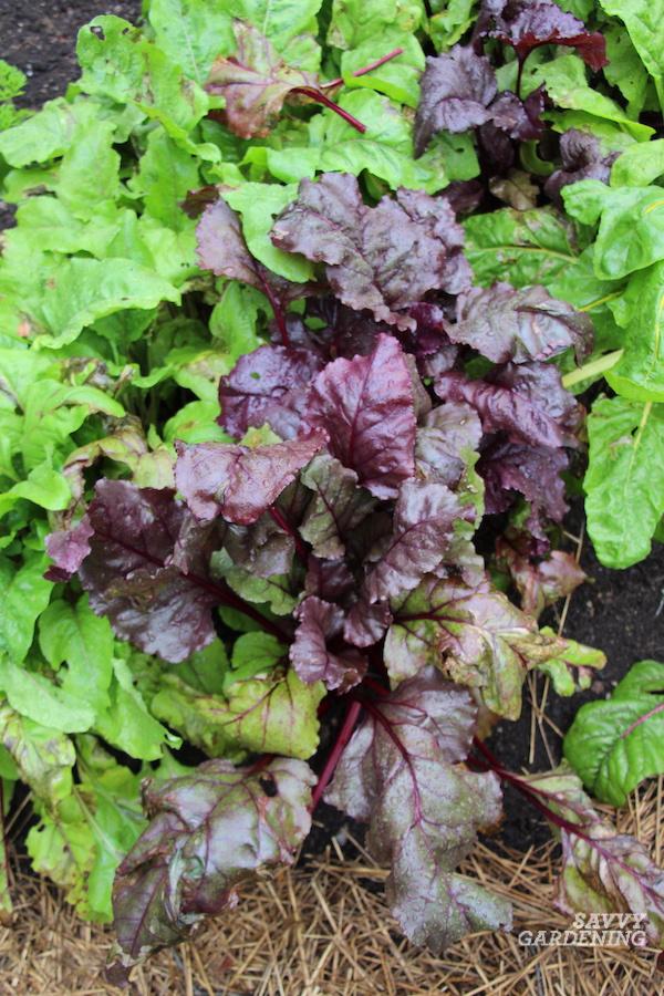 The best beets for edible greens