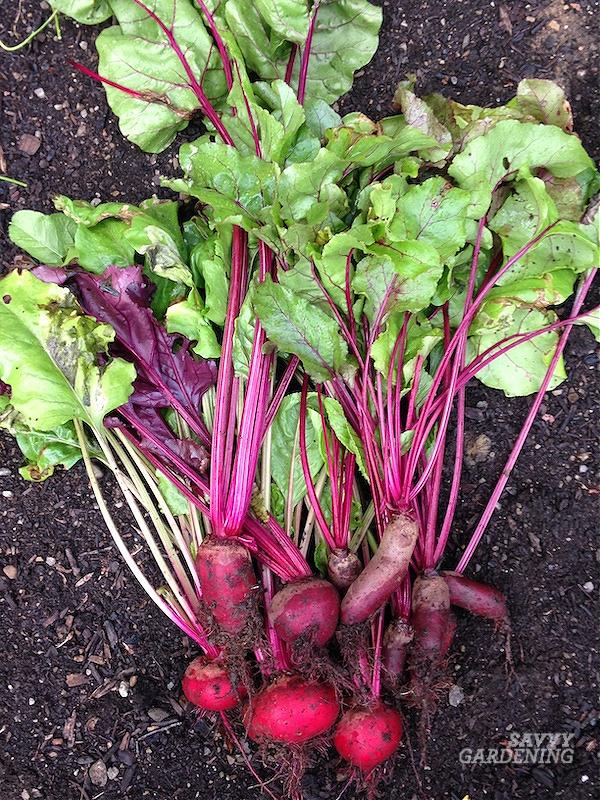 Advice for growing a successful crop of beetroots