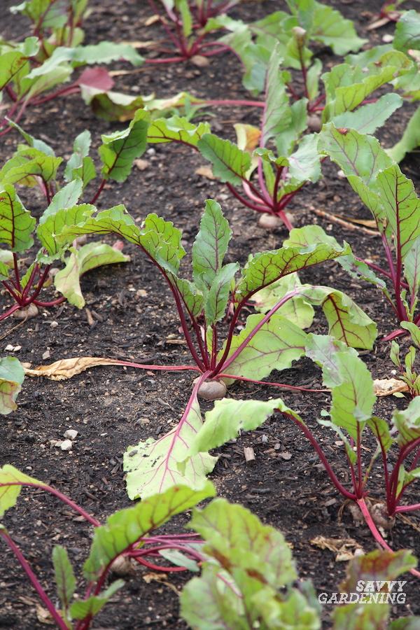 When to pick beets for their edible greens or roots