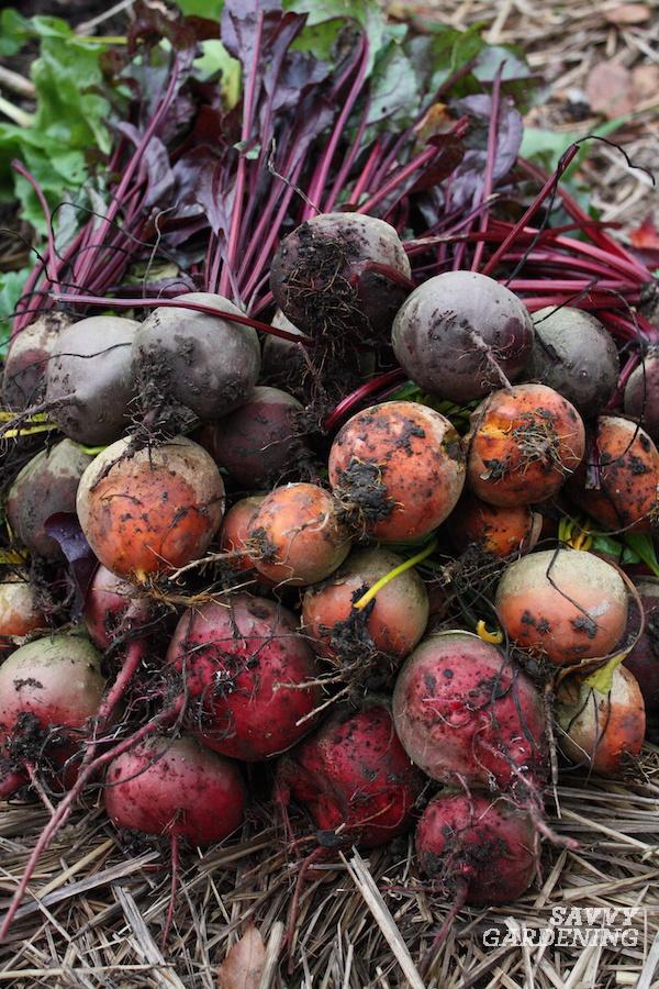 The best size beets to harvest