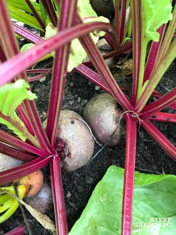 When to harvest beets from the garden