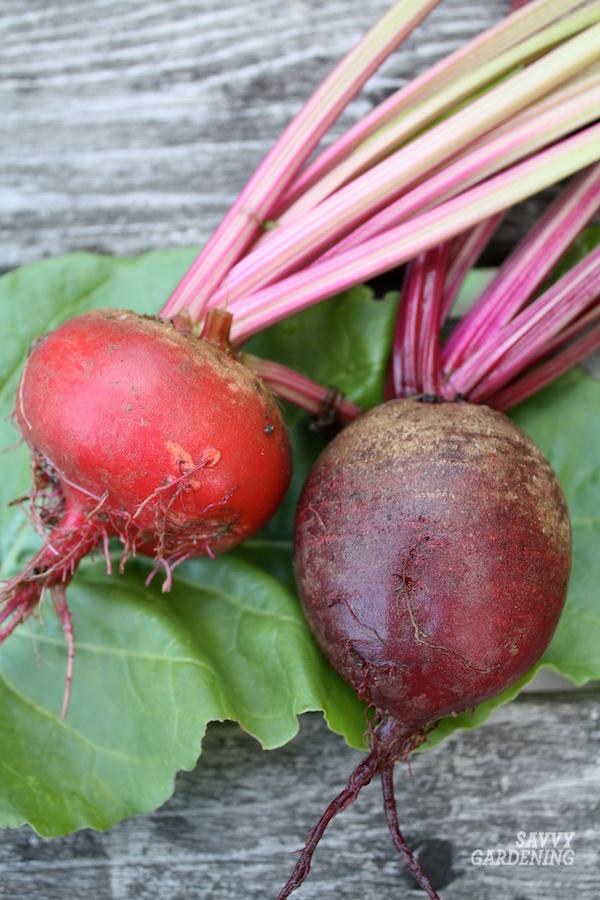 Best beets for growing and cooking