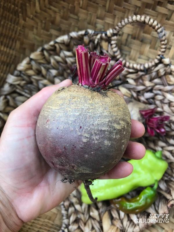 Storing beets for winter use