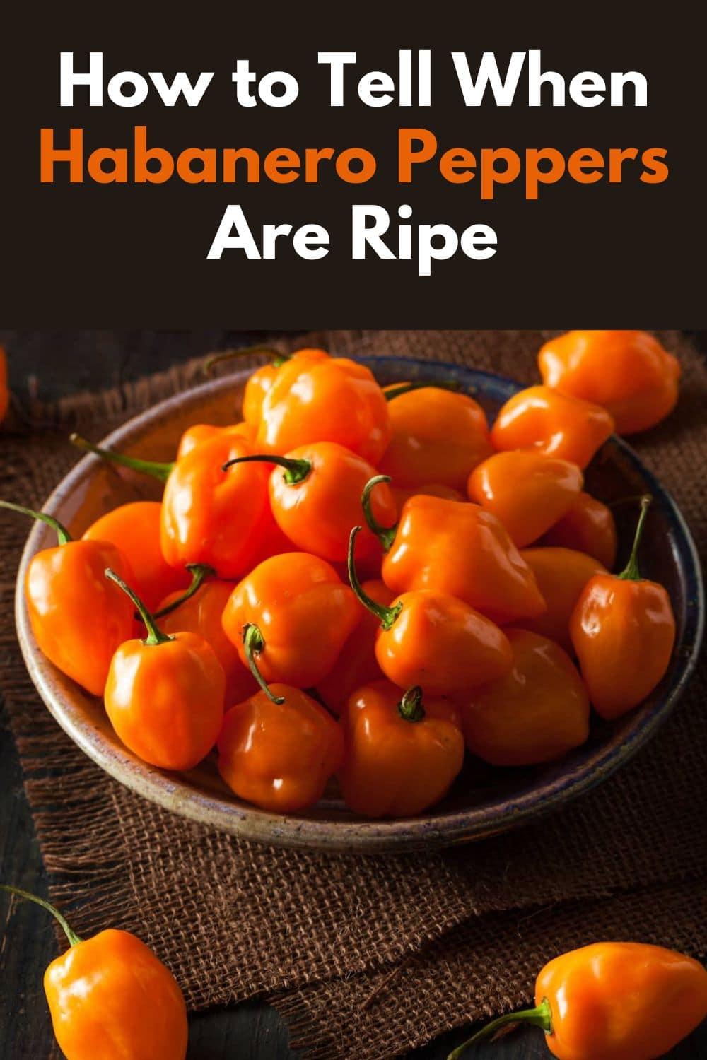 How to Tell When Habanero Peppers Are Ripe + 7 Recipes