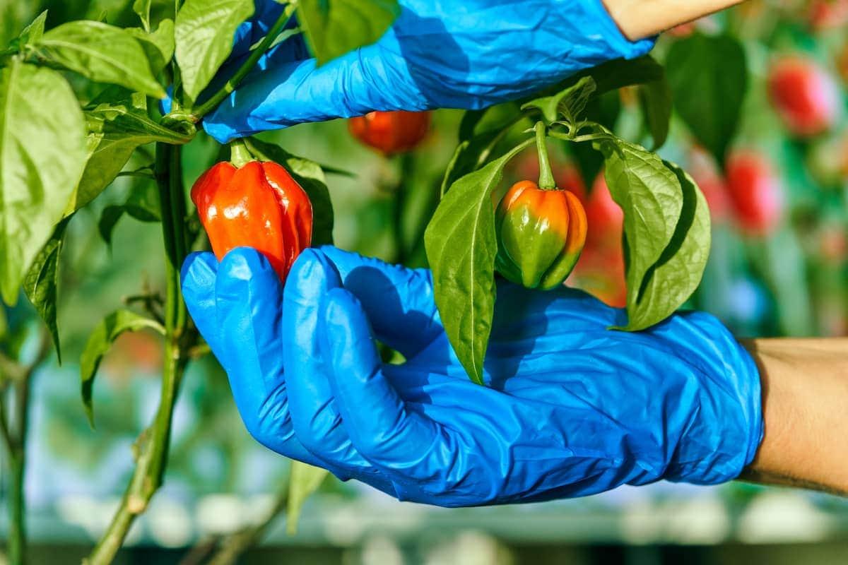 A person in blue gloves is picking habanero peppers from a plant.