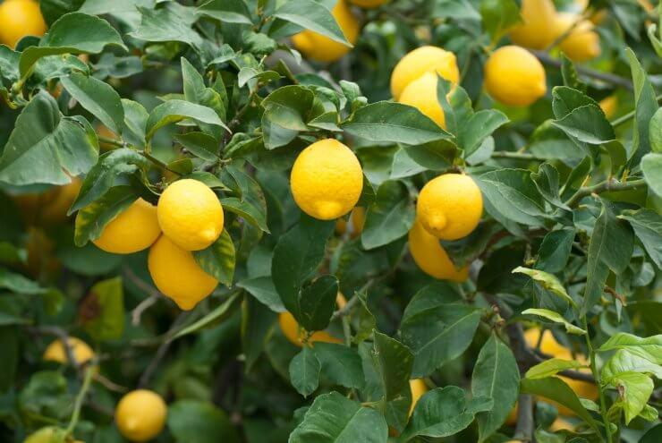 Close up of lemons growing in a domestic garden