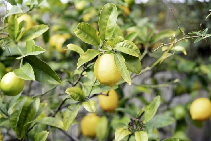 Lemons wet with drops of water on the tree, and with the branches covered with snow.