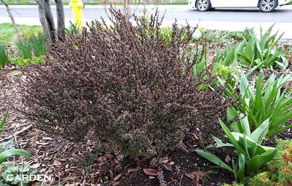 How to Prune a Barberry