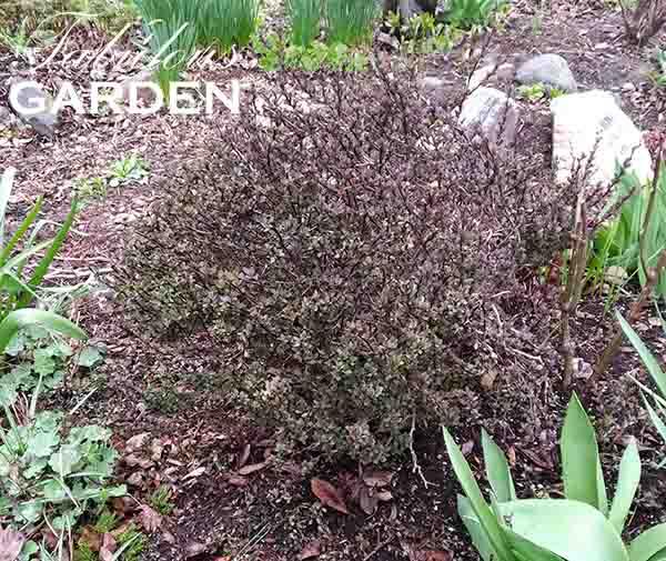 How to Prune a Barberry
