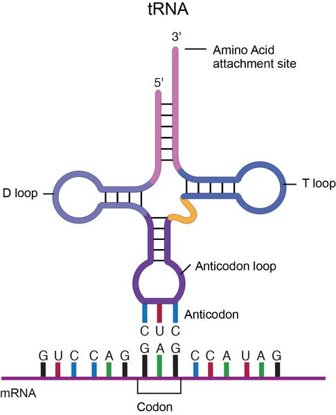 Transfer RNA (tRNA) is a small RNA molecule that participates in protein synthesis.
