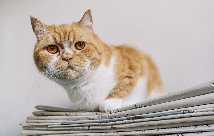 Why Cats Like To Sit on Paper? Top 7 Reasons