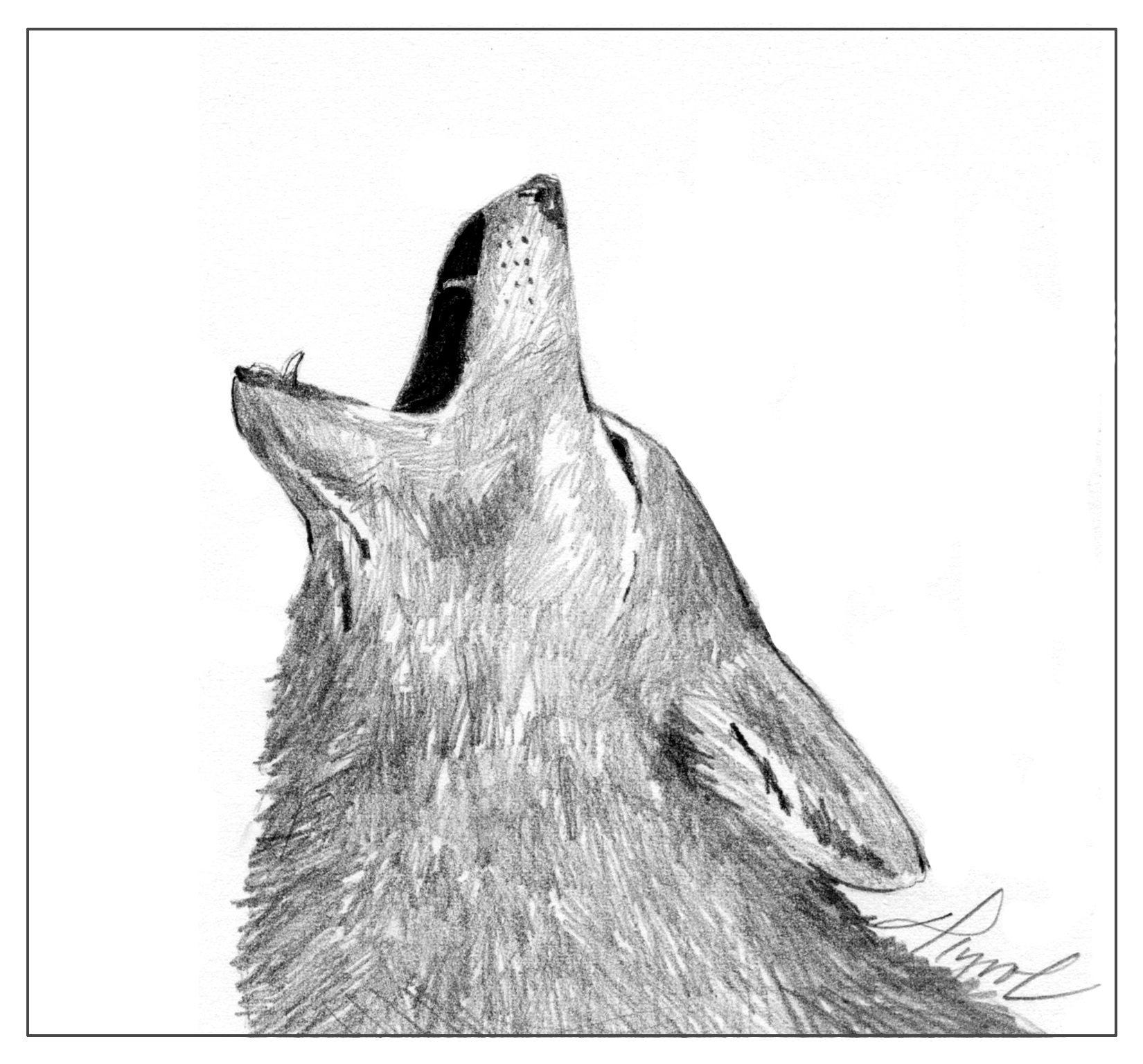 coyote_howl