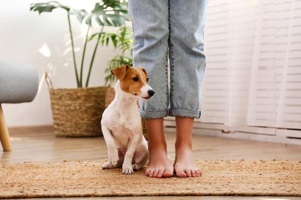 A dog sits by a pair of bear feet and legs in jeans.