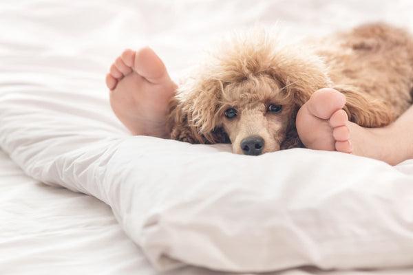 A fluffy dog lays on its owner