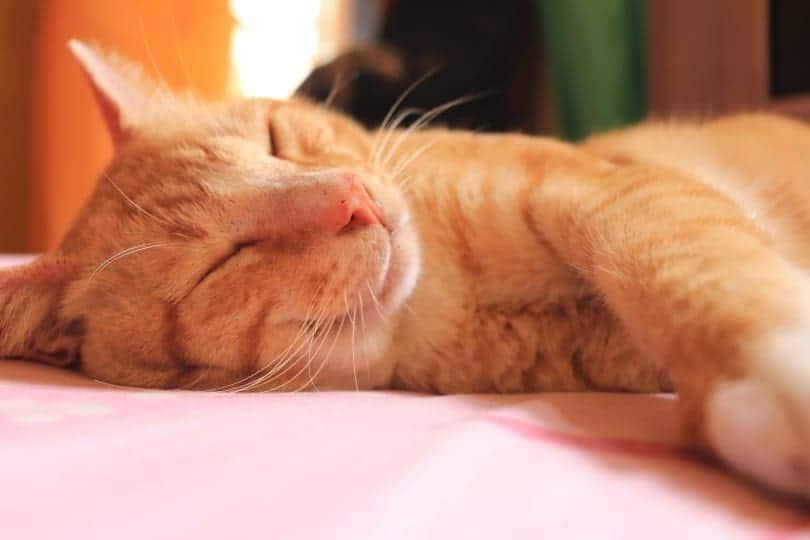 cat sleeping III_ocot2103_Pixabay