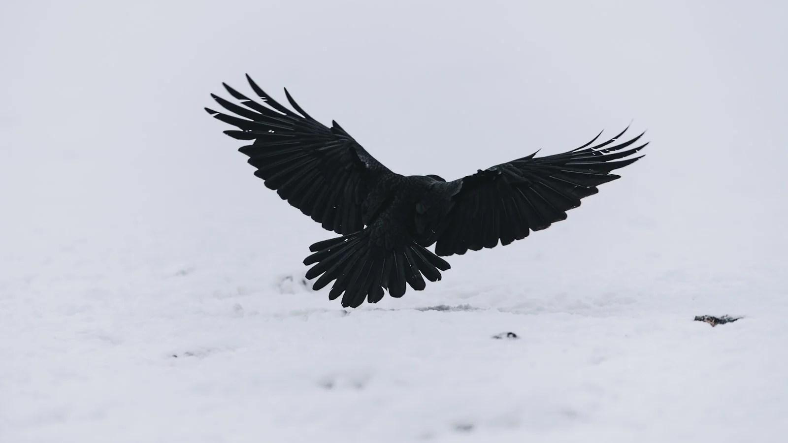 what do crows symbolize in the bible?