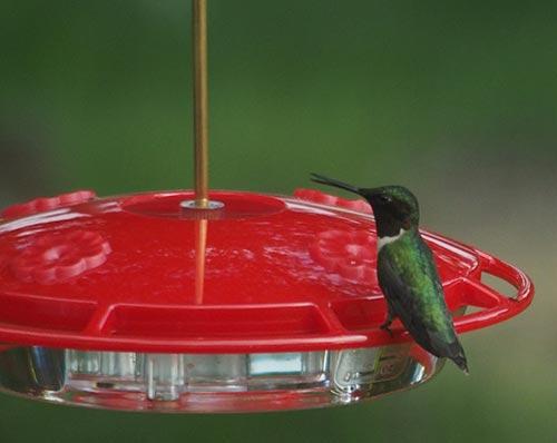 Leave Your Hummingbird Feeder Out Into the Fall and Winter