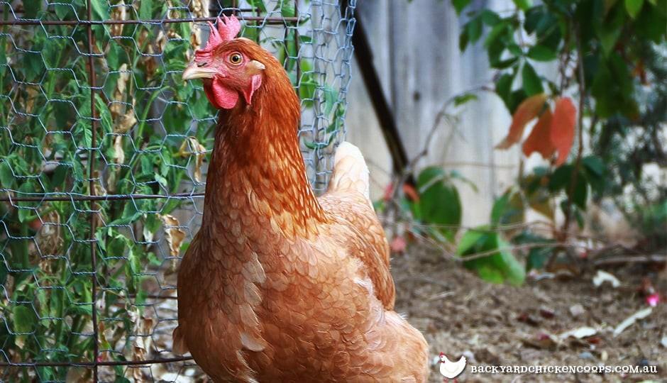 A friendly Isa Brown chicken standing in the garden