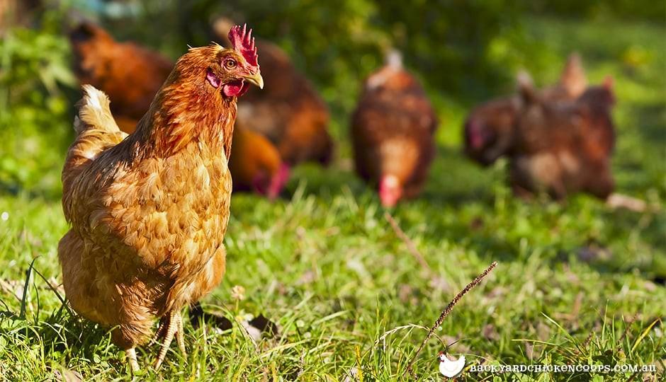 Isa Brown chickens foraging in the lawn