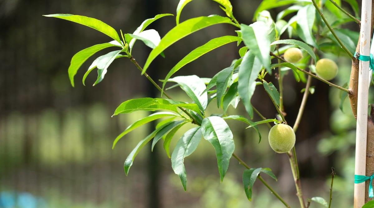 Close-up of a young peach tree in the garden, against a blurry background. The tree has slender branches covered with long, lanceolate, dark green leaves with a smooth, glossy texture and serrated edges. The fruits are small, rounded, unripe. They are pale green in color with a velvety, hairy texture.