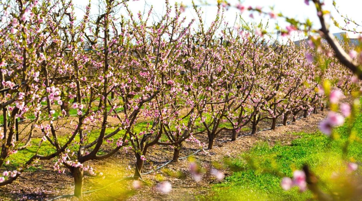 Blooming orchard. Close-up of many young flowering trees growing in a row. The trees bloom with profuse pink flowers. The flowers are large, bright pink.