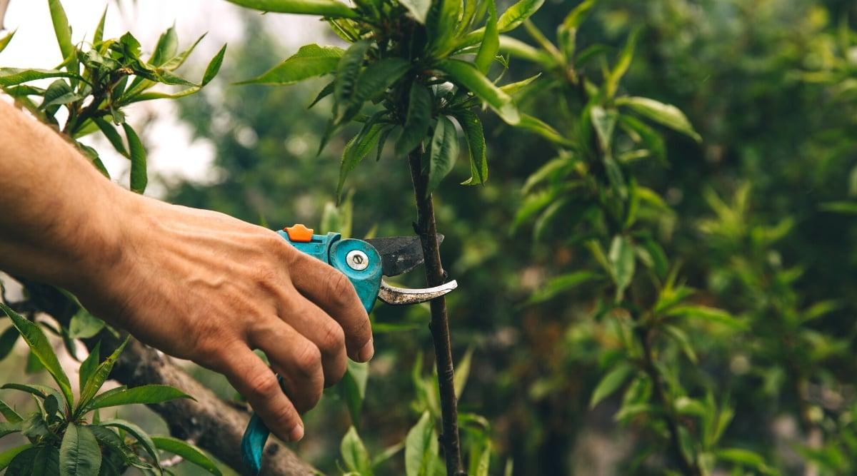 Pruning peach tree branches in the garden. Close-up of a gardener's hand with blue pruning shears pruning a branch of a peach tree. The branches are covered with dark green lanceolate leaves with a glossy texture and serrated edges.
