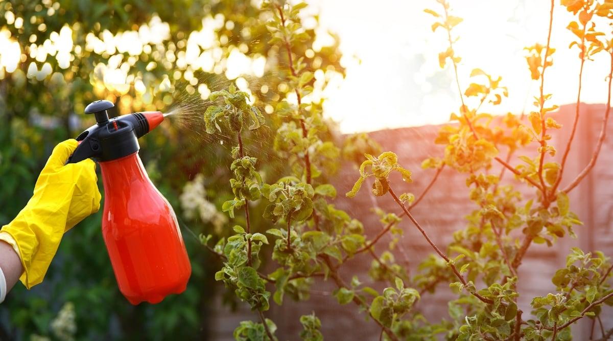 Spraying a young peach tree against pests and diseases. Close-up of a gardener's hand in a yellow glove spraying a fruit tree from a red spray bottle. The tree produces lanceolate dark green leaves with a glossy texture and serrated edges. Leaves are twisted due to disease.