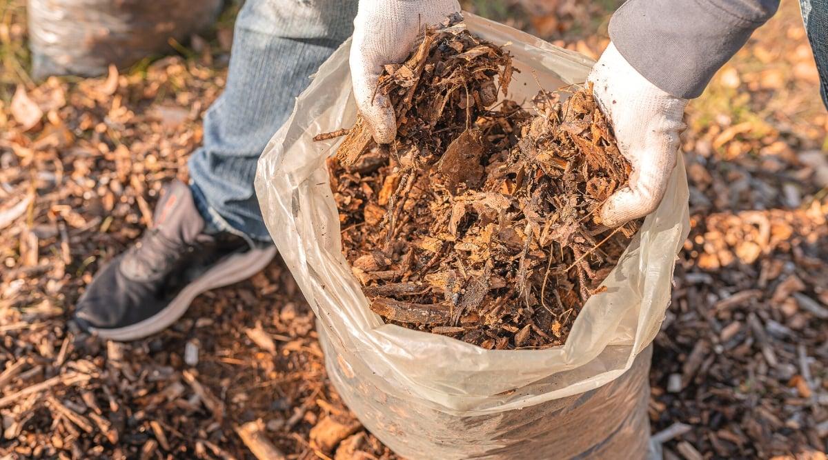 An overhead view of a gardener's hands picking up mulch in a white plastic bag, against a background of soil covered with a layer of mulch. The gardener is dressed in blue jeans and black sneakers with white soles.