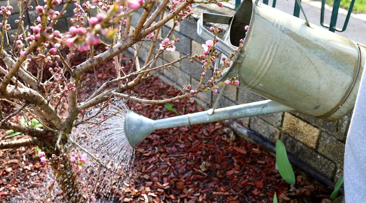 Watering a flowering peach tree in the garden. Close-up of a large metal watering can from which water pours onto the soil. The tree is covered with small pink flowers consisting of 4-5 oval petals.