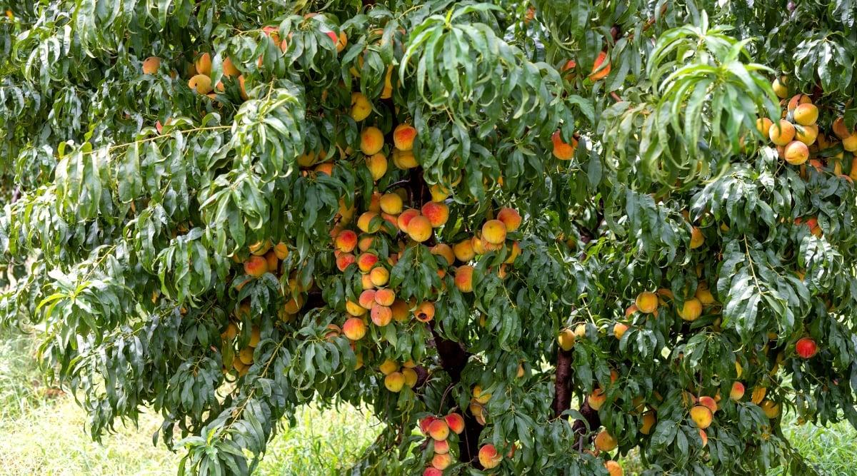 Close-up of a large peach tree with many ripe fruits. The tree produces large, elongated, lanceolate, dark green leaves with serrated edges. The fruits are large, rounded, juicy, covered with velvety orange-red skin.