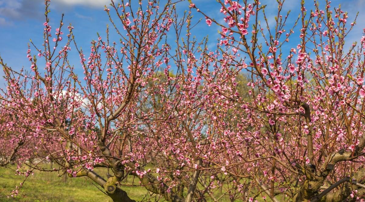 Close-up of flowering peach trees in the garden, against the blue sky. The branches are completely covered with large showy flowers. The flowers have five delicate petals of a light pink hue. Flowers are collected in inflorescences along the branches and shoots of the tree.