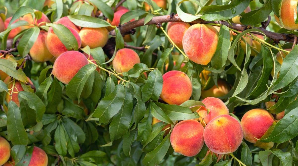Close-up of many ripe large peach fruits on branches surrounded by dark green leaves. The fruits are round, juicy, covered with a velvety skin of red-orange color. The leaves are large, lanceolate, dark green with serrated edges.