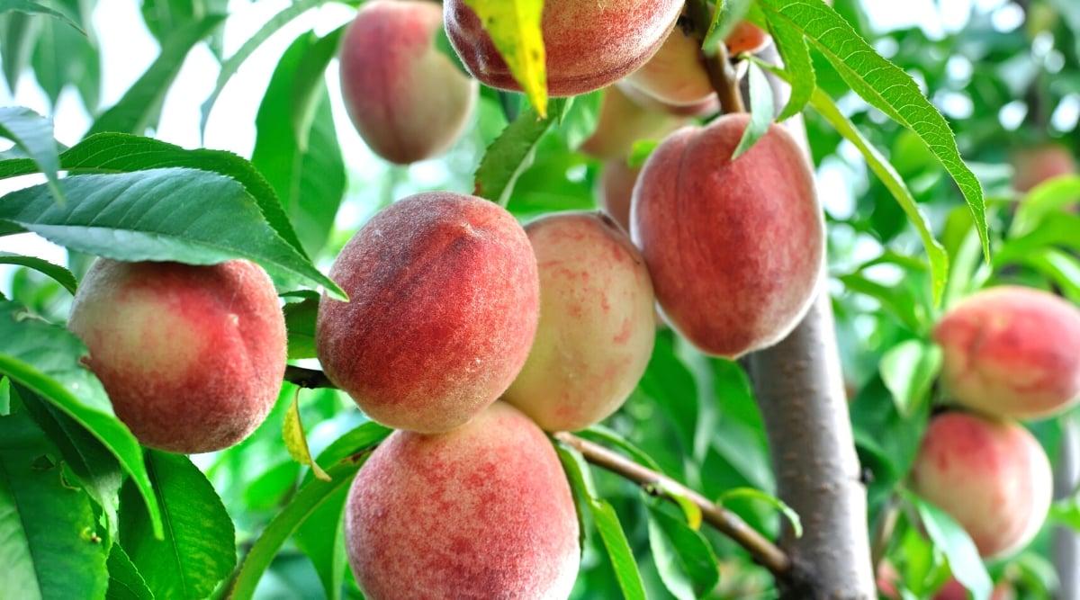 Close-up of many ripe peach fruits in the garden, against the backdrop of green foliage. The fruits are large, rounded, reddish-yellow in color with a velvety texture. The leaves are lanceolate, dark green with serrated edges.