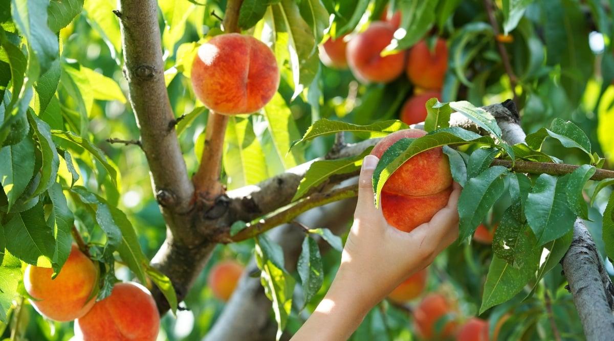 Harvesting peach in the garden. A woman's hand picks a ripe fruit from a tree. The leaves are dark green, lanceolate, with serrated edges. The fruits are large, juicy, rounded, with a velvety fuzzy skin. The peel is orange with red flanks.