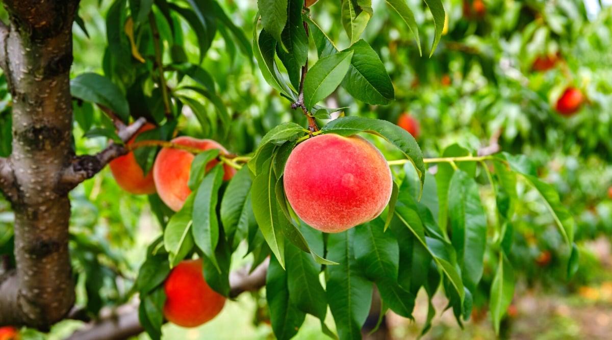Close-up of a ripe peach on a tree among dark green foliage, in a sunny garden. The fruit is large, rounded, with a velvety, fuzzy skin of a bright pink-red color. The leaves are elongated, lanceolate, glossy, with serrated edges.