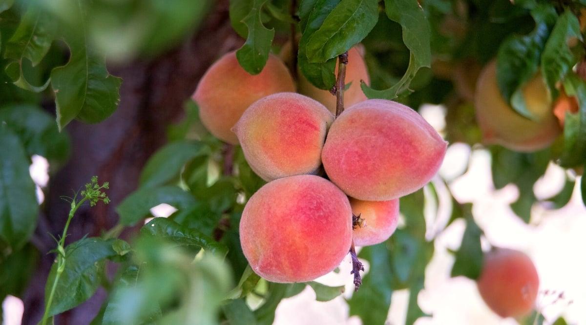 Close-up of ripe Red Haven peaches on the branches in the garden. The fruits are large, rounded, with a velvety skin of pinkish-orange hues. The leaves are glossy, dark green, lanceolate, slightly twisted.