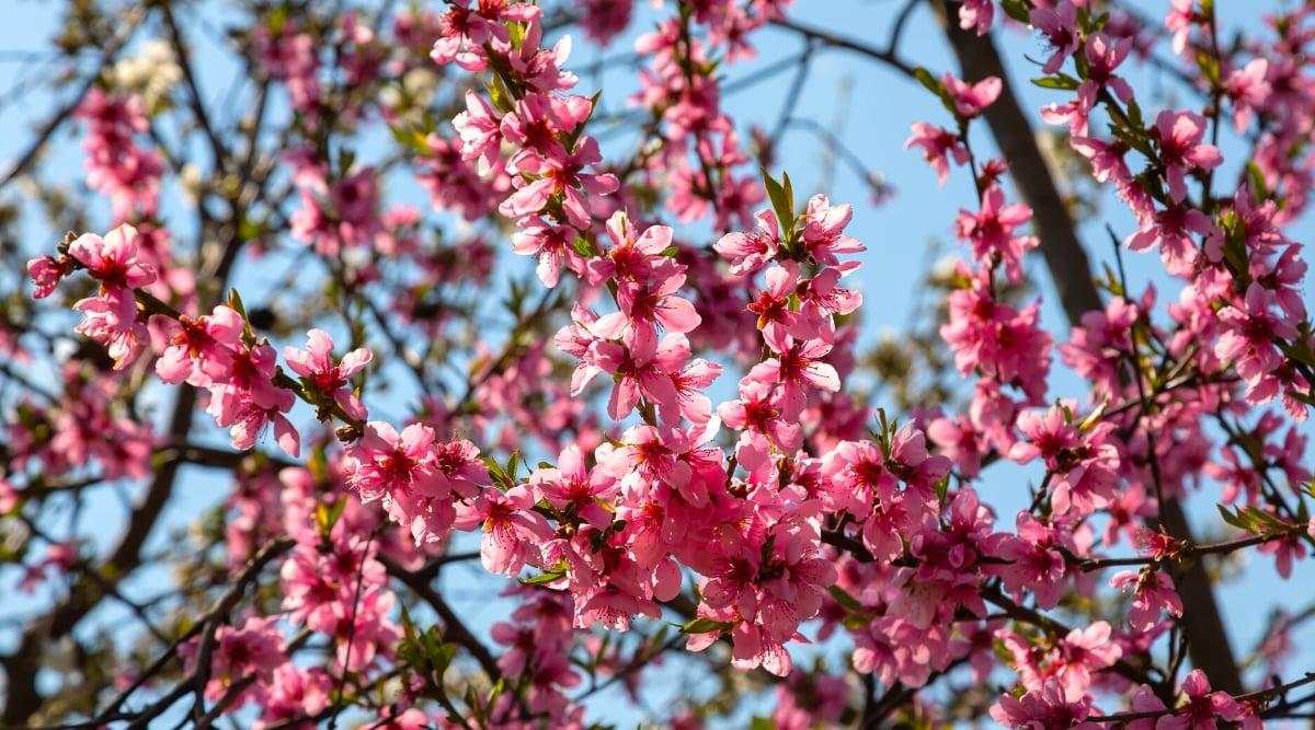 Bottom view, close-up of blossoming peach tree branches against the blue sky. The branches are completely covered with bright pink flowers. The flowers consist of five oval petals with dark red centers and prominent stamens.