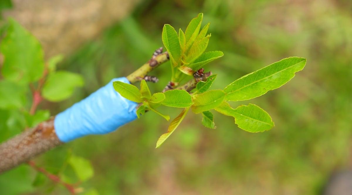 Close-up of green sprouts of a grafted peach in a garden, against a blurred green background. The branch is wrapped with blue plastic polythene at the grafting site. The leaves are small, oblong, lanceolate in shape with serrated edges.