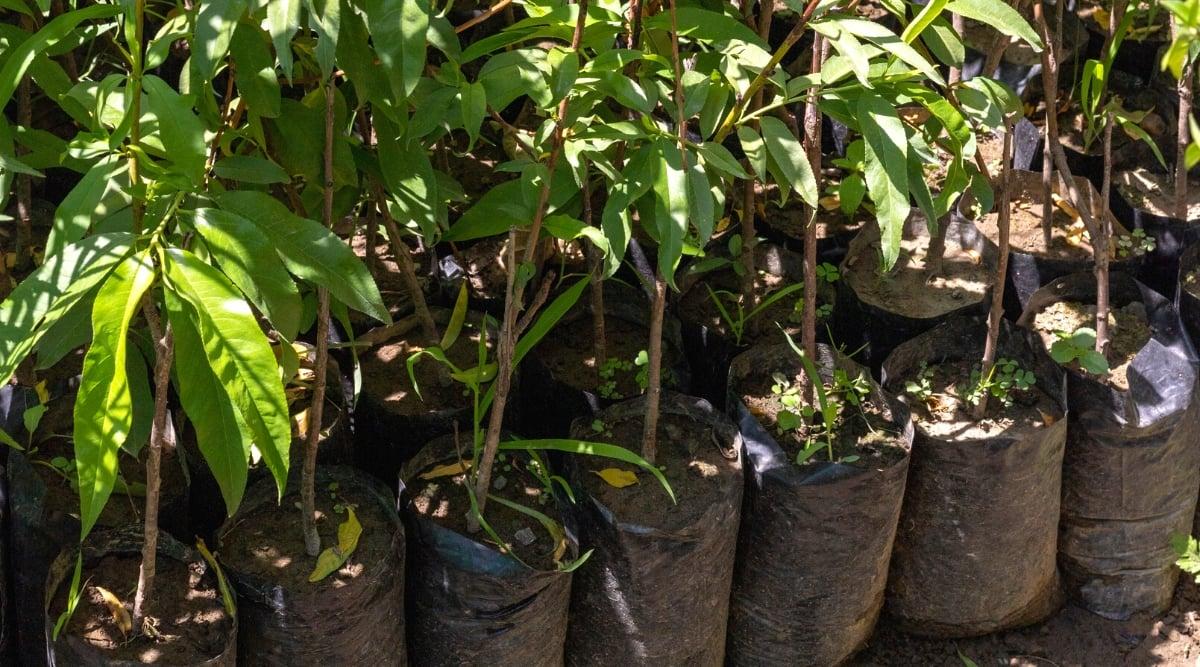 Lots of peach tree seedlings in black plastic bags for planting, in a garden center. The seedlings consist of upright thin trunks with branched branches covered with large lanceolate leaves, dark green in color with a glossy texture.