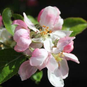 When Does Apple Trees Bloom