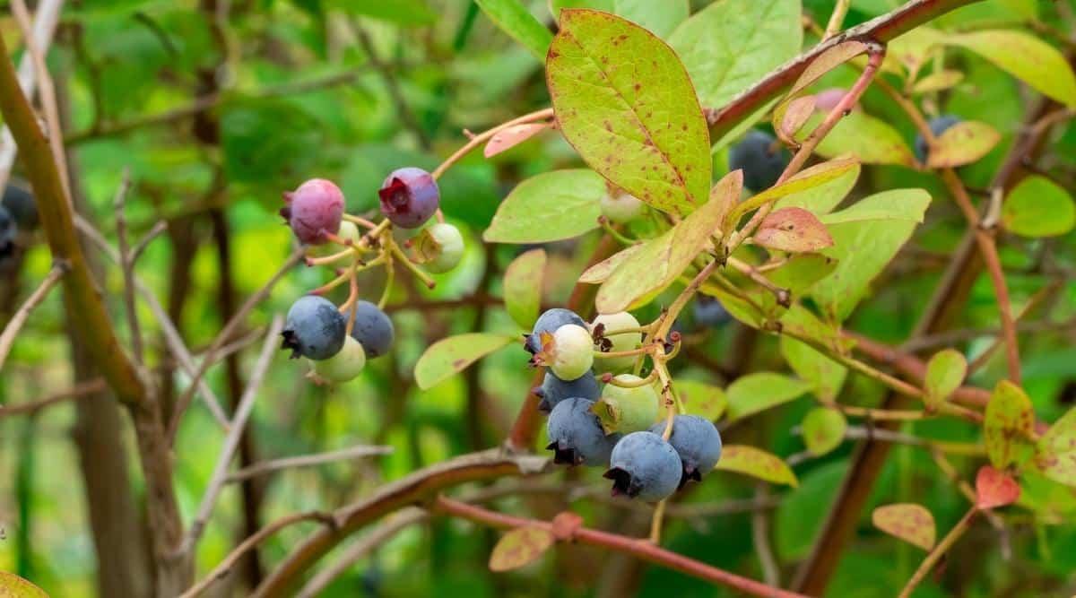Small berries growing on a shrub that is in season. Some of the berries are ripe, some are not yet ripe. The berries are blue, green when unripe, and some are pink as they've started to mature but aren't quite yet fully mature.