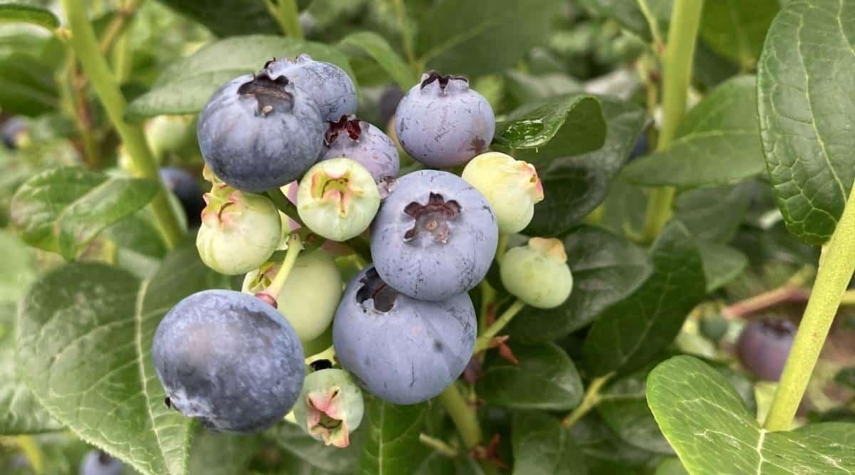 Small ripening berries in blue and green up close. They are fruiting on a shrub with green leaves in the background. The foliage of the shrub is dark green.